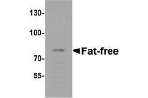 Western blot analysis of Fat-free in mouse brain tissue lysate with Fat-free Antibody  at 1 μg/ml. (VPS51 anticorps  (C-Term))