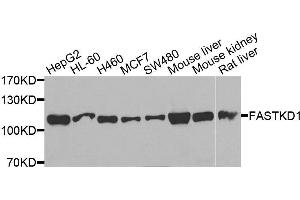 Western blot analysis of extracts of various cell lines, using FASTKD1 antibody. (FASTKD1 anticorps  (AA 638-847))