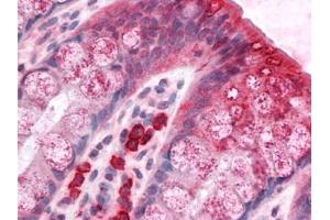 Human Colon: Formalin-Fixed, Paraffin-Embedded (FFPE) (BCAS1 anticorps  (C-Term))