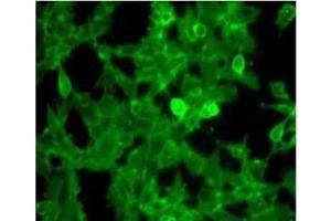 Immunofluorescence Microscopy of Rabbit Anti-Beta-2-microglobulin antibody. (beta-2 Microglobulin anticorps  (HRP))