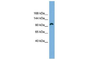 WB Suggested Anti-RAPGEF3 Antibody Titration: 0. (RAPGEF3 anticorps  (Middle Region))