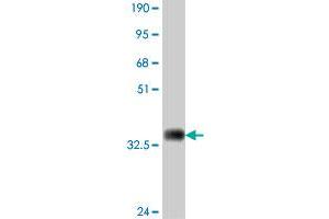 Western Blot detection against Immunogen (35.