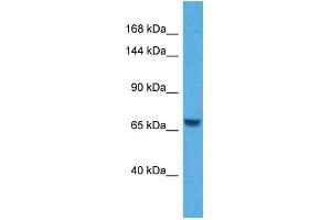 Host:  Rabbit  Target Name:  KL  Sample Tissue:  Human Jurkat Whole Cell  Antibody Dilution:  1ug/ml