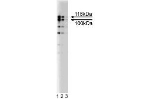 Western blot analysis of 4. (EPB41L1 anticorps  (AA 510-626))