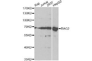 Western blot analysis of extracts of various cell lines, using RAG2 antibody (ABIN5973278) at 1/1000 dilution. (RAG2 anticorps)