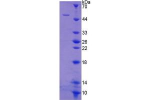 SDS-PAGE of Protein Standard from the Kit  (Highly purified E.