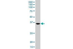 TSEN34 MaxPab polyclonal antibody. (TSEN34 anticorps  (AA 1-390))