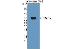 Western Blotting (WB) image for anti-Basigin (Ok Blood Group) (BSG) (AA 59-321) antibody (ABIN1862446) (CD147 anticorps  (AA 59-321))