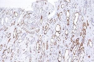 Immunohistochemical staining (Formalin-fixed paraffin-embedded sections) of human kidney tissue using C4A monoclonal antibody, clone C4D204 .