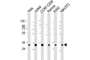 All lanes : Anti-ELAVL1 Antibody at 1:2000 dilution Lane 1: Hela whole cell lysate Lane 2: Jurkat whole cell lysate Lane 3: CCRF-CEM whole cell lysate Lane 4: Ramos whole cell lysate Lane 5: K562 whole cell lysate Lane 6: NIH/3T3 whole cell lysate Lysates/proteins at 20 μg per lane.