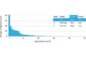 Analysis of Protein Array containing more than 19,000 full-length human proteins using AKT1 Mouse Monoclonal Antibody (AKT1/2784).