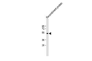 anti-TrpE (AA 05-39) antibody