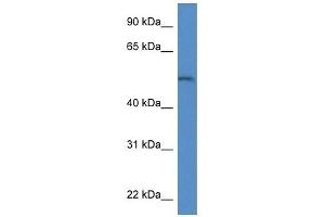 Western Blot showing Arsb antibody used at a concentration of 1. (Arylsulfatase B anticorps  (Middle Region))