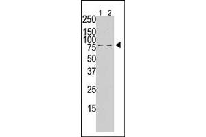 The PLK2 polyclonal antibody  is used in Western blot to detect PLK2 in PMA-treated Pam212 cell lysate (lane 1) and rat testis tissue lysate (lane 2) .