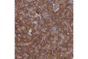 Immunohistochemical staining of human pancreas with EIF4ENIF1 polyclonal antibody  shows strong cytoplasmic positivity in exocrine glandular cells at 1:50-1:200 dilution. (EIF4ENIF1 anticorps)