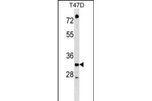 TSFM Antibody (C-term) (ABIN1536949 and ABIN2848575) western blot analysis in T47D cell line lysates (35 μg/lane). (TSFM anticorps  (C-Term))