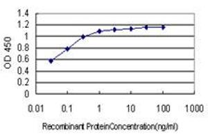 Detection limit for recombinant GST tagged BCL9 is approximately 0. (BCL9 anticorps  (AA 1036-1135))