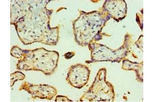 Immunohistochemistry of paraffin-embedded human placenta tissue using ABIN7173327 at dilution of 1:100 (Trefoil Factor 2 anticorps  (AA 24-129))