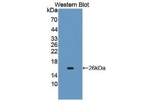 Western Blotting (WB) image for anti-Carcinoembryonic Antigen-Related Cell Adhesion Molecule 6 (CEACAM6) (AA 35-142) antibody (ABIN1867173) (CEACAM6 anticorps  (AA 35-142))