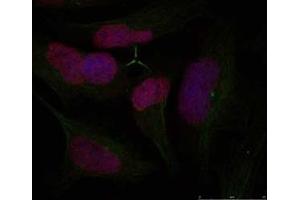 Image no. 1 for anti-H2A Histone Family, Member X (H2AFX) (Ser139) antibody (ABIN197525) (H2AFX anticorps  (Ser139))