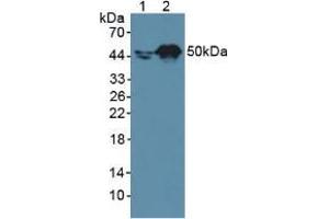 Western blot analysis of (1) Human A431 Cells and (2) Human HepG2 Cells. (Retinoic Acid Receptor alpha anticorps  (AA 237-459))