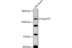 Western blot analysis of extracts of Rat brain, using Nup107 antibody (ABIN7269039) at 1:500 dilution. (NUP107 anticorps)