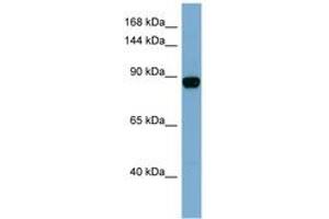 Image no. 1 for anti-CAS1 Domain Containing 1 (CASD1) (N-Term) antibody (ABIN6741823) (CASD1 anticorps  (N-Term))