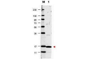 Western blot using  anti-Human IL17-A antibody shows detection of a band ~17 kDa in size corresponding to recombinant human IL17-A (lane 1). (Interleukin 17a anticorps  (Biotin))