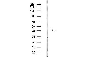 anti-Secretory Carrier Membrane Protein 2 (SCAMP2) (N-Term) antibody