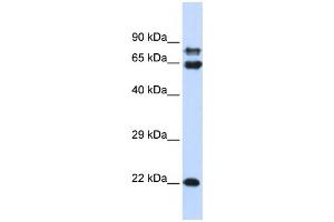 Western Blotting (WB) image for anti-Protein Phosphatase 2, Regulatory Subunit A, alpha (PPP2R1A) antibody (ABIN2459979) (PPP2R1A anticorps)