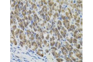 Immunohistochemistry of paraffin-embedded Mouse stomach using MARVELD2 Polyclonal Antibody (Tricellulin anticorps)