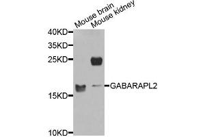 Western blot analysis of extracts of mouse brain and mouse kidney cells, using GABARAPL2 antibody. (GABARAPL2 anticorps)
