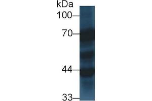 Detection of SYT1 in Porcine Cerebrum lysate using Polyclonal Antibody to Synaptotagmin I (SYT1)