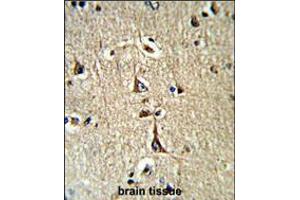 Formalin-fixed and paraffin-embedded human brain tissue reacted with GPD1 Antibody (N-term), which was peroxidase-conjugated to the secondary antibody, followed by DAB staining.