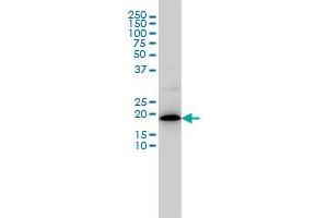 Western Blotting (WB) image for anti-Mitochondrial Ribosomal Protein L12 (MRPL12) (AA 1-199) antibody (ABIN598585) (MRPL12 anticorps  (AA 1-199))