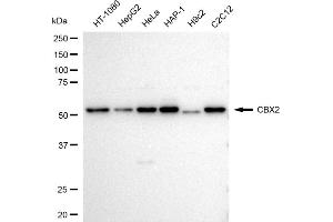 Western blotting analysis using CBX2 antibody (ABIN7798062). (Recombinant CBX2 anticorps)