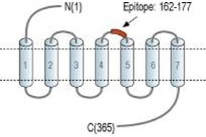 anti-G Protein-Coupled Receptor 4 (GPR4) (2nd Extracellular Loop), (AA 162-177) antibody