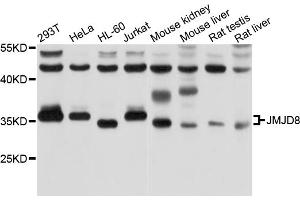 Western blot analysis of extracts of various cell lines, using JMJD8 antibody. (JMJD8 anticorps)