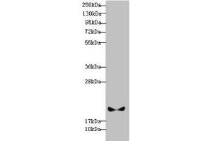 Pallidin anticorps  (AA 1-170)