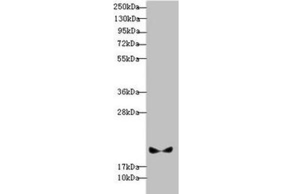 Pallidin antibody  (AA 1-170)
