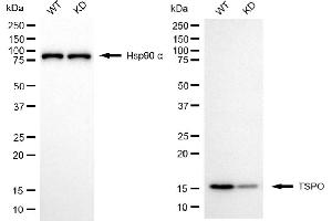 Western blotting analysis using TSPO antibody (ABIN7799775).