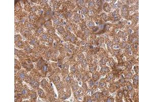IHC-P Image Cyclophilin 40 antibody detects Cyclophilin 40 protein at cytosol on mouse liver by immunohistochemical analysis. (PPID anticorps)