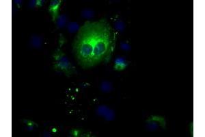 Image no. 3 for anti-Nucleotide Exchange Factor SIL1 (SIL1) antibody (ABIN1496809) (SIL1 anticorps)