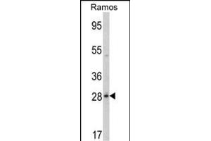 Western blot analysis of PGLS Antibody (C-term) (ABIN389482 and ABIN2839542) in Ramos cell line lysates (35 μg/lane).
