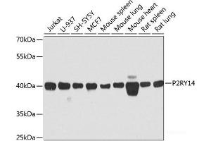 Western blot analysis of extracts of various cell lines using P2RY14 Polyclonal Antibody at dilution of 1:1000. (P2RY14 anticorps)