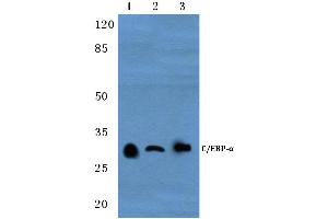 Western blot (WB) analysis of C/EBP-α antibody at 1/500 dilution (CEBPA anticorps)