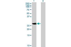 Western Blot analysis of NEUROD4 expression in transfected 293T cell line by NEUROD4 MaxPab polyclonal antibody. (NEUROD4 anticorps  (AA 1-255))