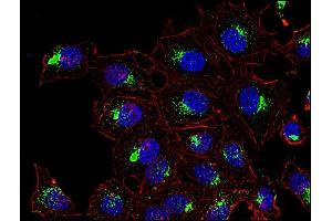 Immunocytochemistry staining of CD63 in human HeLa cell line using anti-CD63 (MEM-259, green).