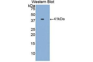 Western Blotting (WB) image for anti-Apolipoprotein A-II (APOA2) (AA 24-100) antibody (ABIN1077815) (APOA2 anticorps  (AA 24-100))