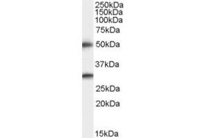 Western Blotting (WB) image for anti-Transmembrane Protease, serine 5 (TMPRSS5) (C-Term) antibody (ABIN2466316) (TMPRSS5 anticorps  (C-Term))